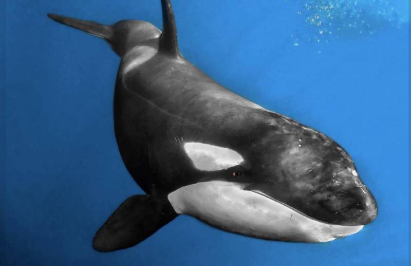 Scientists use whale cams to prevent orca boat attacks in Gibraltar