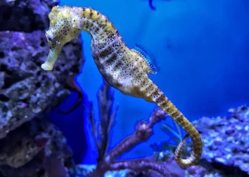 Seahorse has a stroke on Spanish beach... and survives!