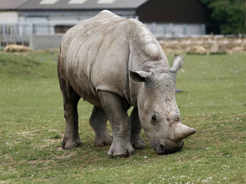 Chiqui the white rhino marks 39th birthday at Terra Natura Murcia