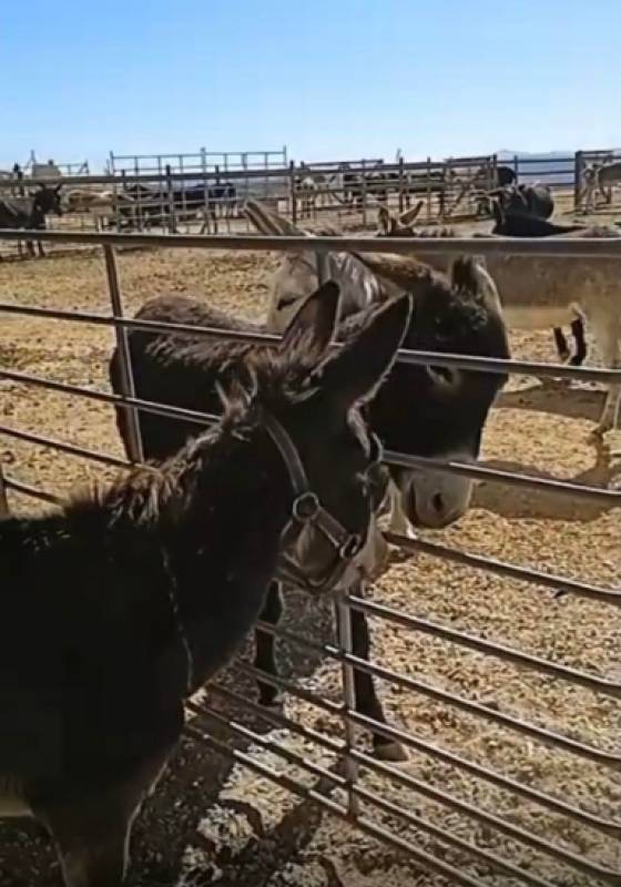 November 30 El Zoco Market shopping trip in support of Andrea's Animal Rescue, Mazarrón