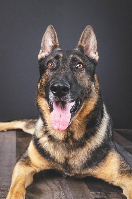 Leuka Clinic: Alicante's heartfelt heroes for Policía Nacional dogs over 15 years