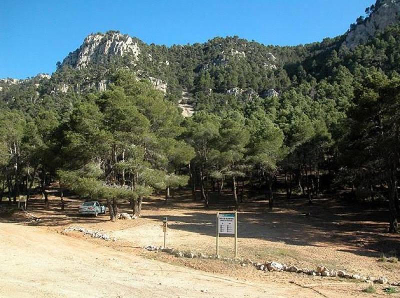 Black pine reforestation programme announced in the mountains of Jumilla