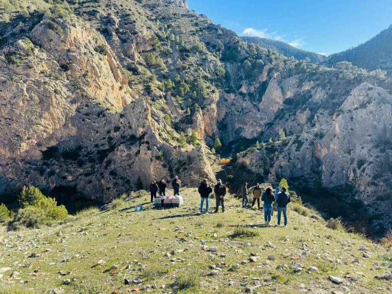 Record numbers for Griffon Vultures in the Murcia Region