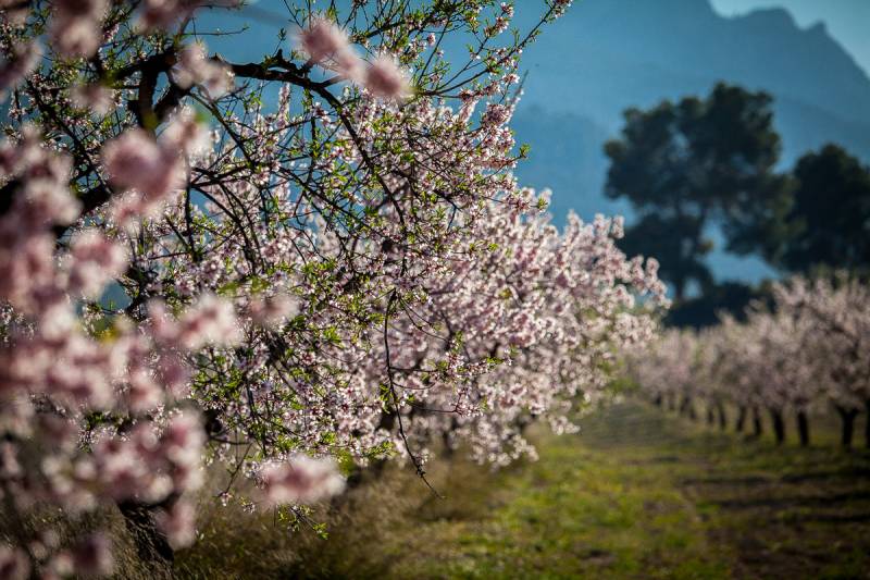 January 31 to March 8 MULAFLOR, the almond blossom celebrations in Mula