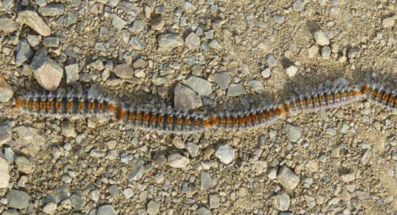 Warning for Murcia dog owners as dangerous processionary caterpillars arrive early