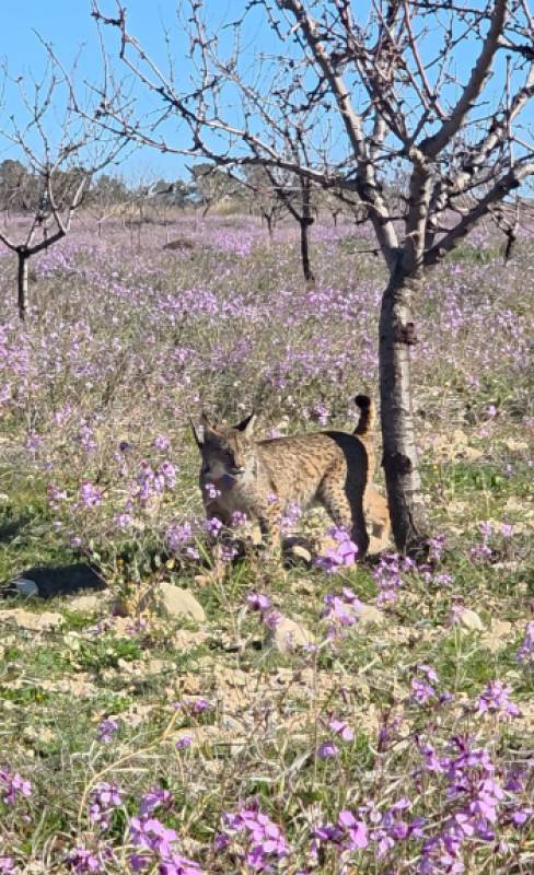 WATCH! Two new young Iberian lynxes released in Lorca highlands