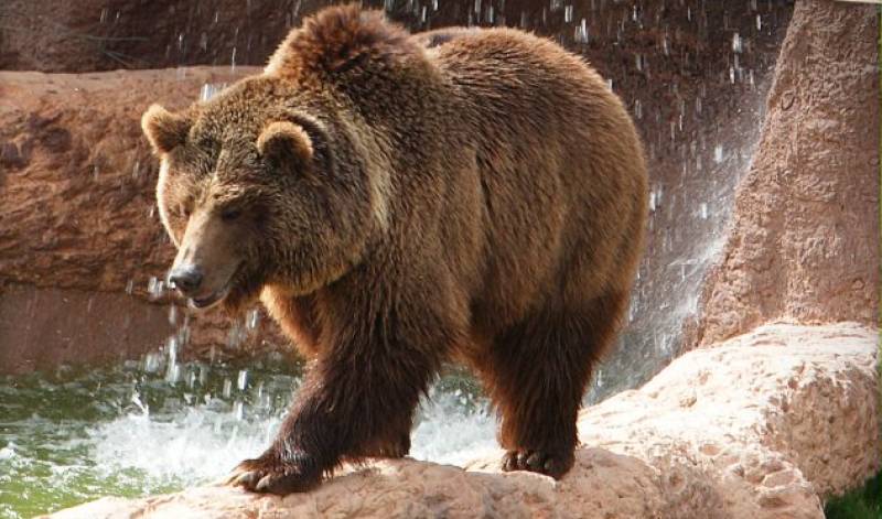 Terra Natura Murcia says goodbye to Fabila, the brown bear who became a park legend