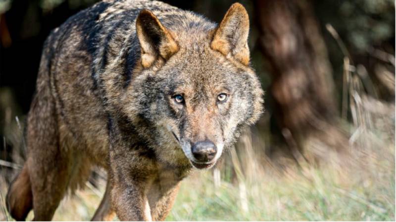 The campaign to bring the Iberian wolf back to the Region of Murcia