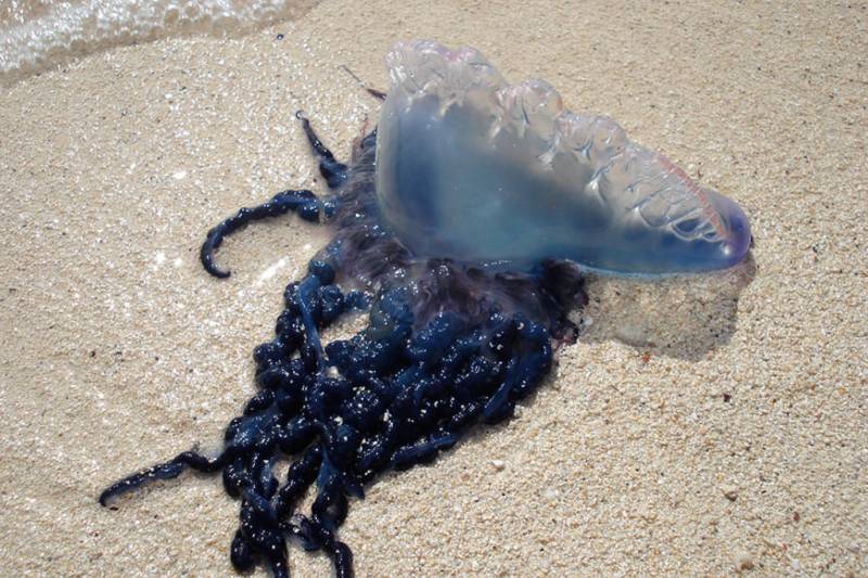 Just days away from the May half-term holidays, a dangerous visitor has been spotted on Granada's beaches
