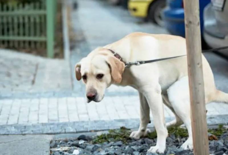 Cartagena cracks down on dog poop with fines of up to €1,500