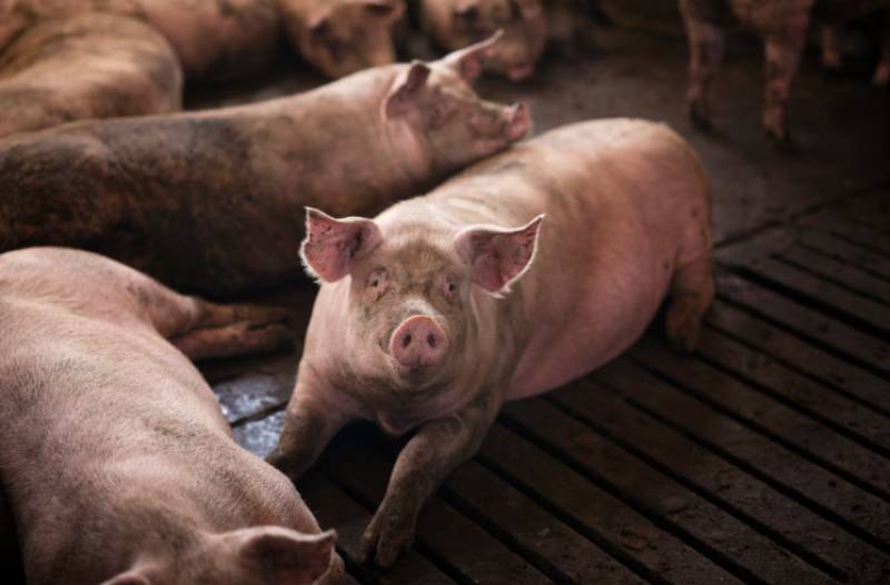 Dozens of Lorca pig farms set to be legalised after years of planning uncertainty