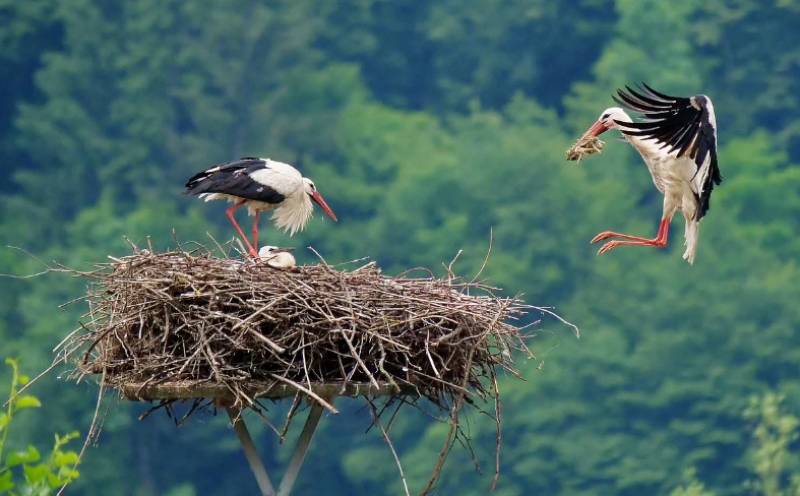 Seven stork chicks hatch at Terra Natura Murcia