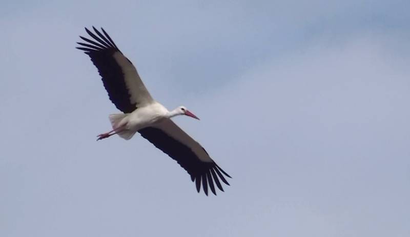 Look up: The great bird migration to Africa is now filling the skies over Murcia