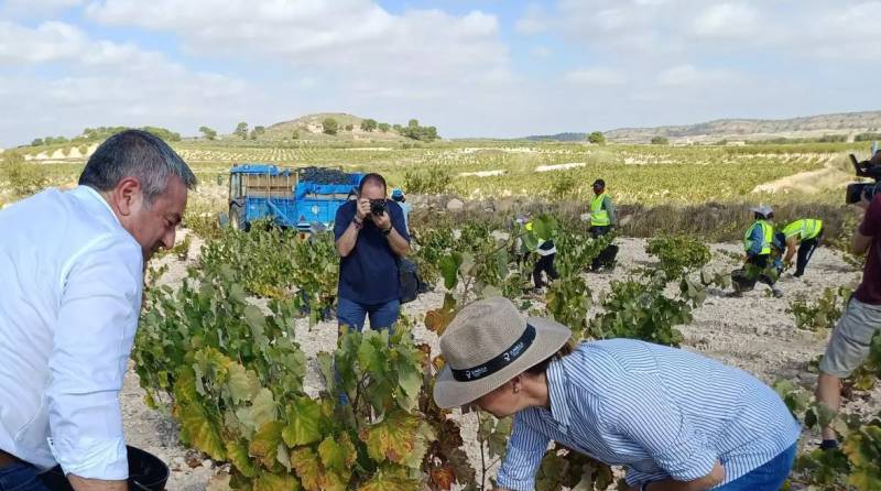 Jumilla's famous Monastrell and a booming UK market bring good news for Murcia grapes