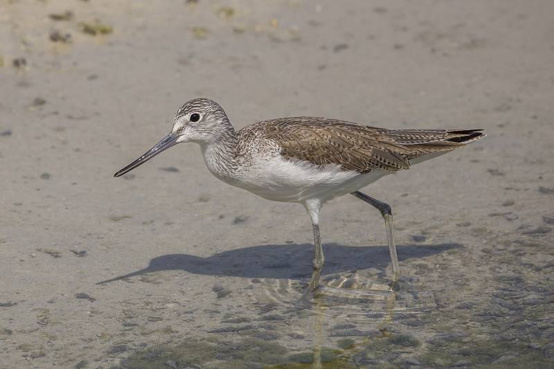 <span class="title"><a href="https://losalcazares.today/why-the-murcia-region-is-so-important-to-migrating-birds-travelling-between-europe-and-africa_1000275496-a.html">Why the Murcia Region is so important to migrating birds travelling..</a></span><span class="content">A new scientific atlas reveals how the Mar Menor and San Pedro del Pinatar salt lakes connect birds travelling between Europe..</span>