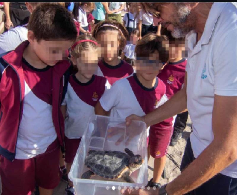 Seven turtles born on Benidorm beach return to the sea after a year of care
